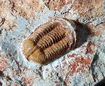 Ductina vietnamica (MAKSIMOVA 1965) - Bild © FossNet FossilienStore